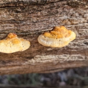 Truncospora ochroleuca at Hackett, ACT - 1 Apr 2021