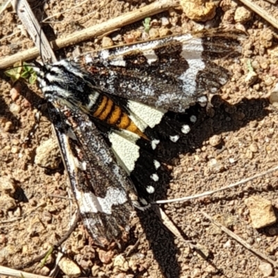 Apina callisto (Pasture Day Moth) at Cook, ACT - 2 Apr 2021 by drakes