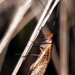 Chorista australis (Autumn scorpion fly) at Cook, ACT - 2 Apr 2021 by drakes