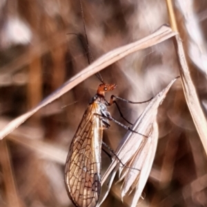 Chorista australis at Cook, ACT - 3 Apr 2021