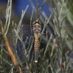 Hemicordulia tau (Tau Emerald) at ANBG - 1 Apr 2021 by TimL