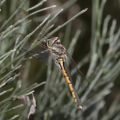 Hemicordulia tau at Acton, ACT - 2 Apr 2021