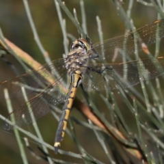 Hemicordulia tau at Acton, ACT - 2 Apr 2021