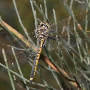 Hemicordulia tau at Acton, ACT - 2 Apr 2021