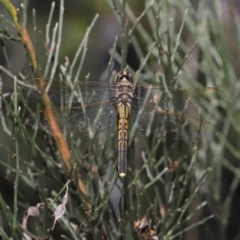 Hemicordulia tau at Acton, ACT - 2 Apr 2021 10:49 AM