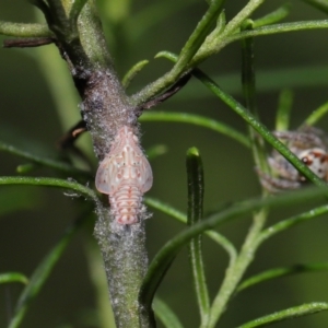 Siphanta acuta at Downer, ACT - 2 Apr 2021 10:57 AM