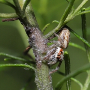 Siphanta acuta at Downer, ACT - 2 Apr 2021