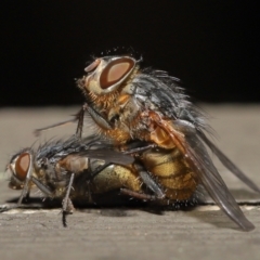 Calliphora sp. (genus) (Unidentified blowfly) at ANBG - 2 Apr 2021 by TimL