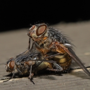 Calliphora sp. (genus) at Downer, ACT - 2 Apr 2021 11:12 AM