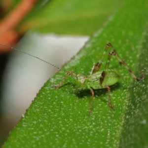 Caedicia simplex at Downer, ACT - 2 Apr 2021 11:23 AM