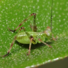 Caedicia simplex at Downer, ACT - 2 Apr 2021