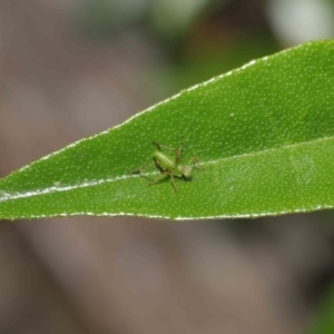 Caedicia simplex at Downer, ACT - 2 Apr 2021 11:23 AM