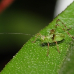 Caedicia simplex at Downer, ACT - 2 Apr 2021 11:23 AM