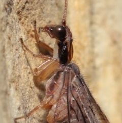 Stenosmylus stenopterus (An Osmylid Lacewing) at ANBG - 2 Apr 2021 by TimL