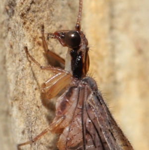 Stenosmylus stenopterus at Downer, ACT - 2 Apr 2021 11:24 AM