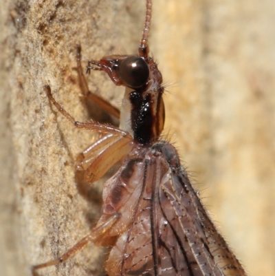 Stenosmylus stenopterus (An Osmylid Lacewing) at Downer, ACT - 2 Apr 2021 by TimL