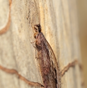 Stenosmylus stenopterus at Downer, ACT - 2 Apr 2021 11:24 AM