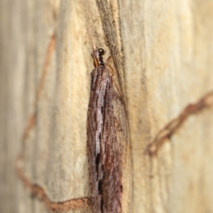 Stenosmylus stenopterus at Downer, ACT - 2 Apr 2021 11:24 AM