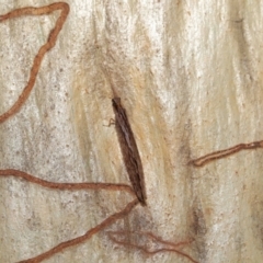 Stenosmylus stenopterus at Downer, ACT - 2 Apr 2021