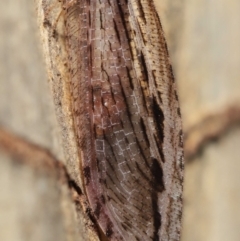 Stenosmylus stenopterus at Downer, ACT - 2 Apr 2021