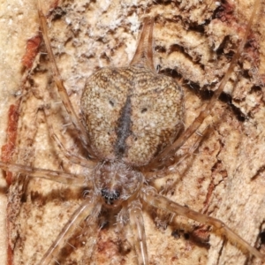 Tamopsis sp. (genus) at Downer, ACT - 2 Apr 2021