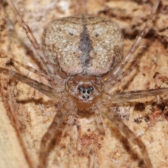 Tamopsis sp. (genus) at Downer, ACT - 2 Apr 2021