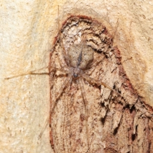 Tamopsis sp. (genus) at Downer, ACT - suppressed