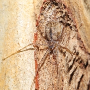 Tamopsis sp. (genus) at Downer, ACT - 2 Apr 2021