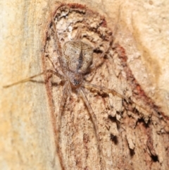 Tamopsis sp. (genus) at Downer, ACT - 2 Apr 2021