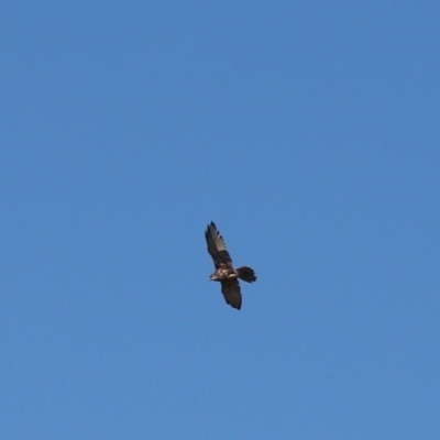 Falco berigora (Brown Falcon) at Tuggeranong DC, ACT - 3 Apr 2021 by Tammy