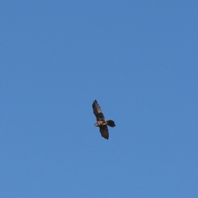 Falco berigora (Brown Falcon) at Cooleman Ridge - 2 Apr 2021 by Tammy