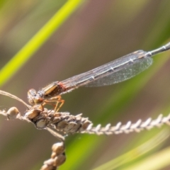 Xanthagrion erythroneurum (Red & Blue Damsel) at Cooleman Ridge - 26 Mar 2021 by SWishart