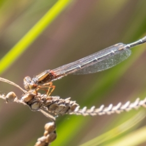 Xanthagrion erythroneurum at Stromlo, ACT - 26 Mar 2021