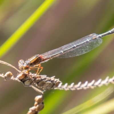 Xanthagrion erythroneurum (Red & Blue Damsel) at Stromlo, ACT - 26 Mar 2021 by SWishart