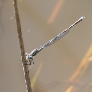 Austrolestes leda at Chapman, ACT - 26 Mar 2021 12:20 PM