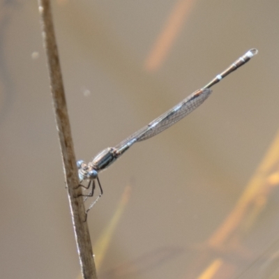 Austrolestes leda (Wandering Ringtail) at Chapman, ACT - 26 Mar 2021 by SWishart