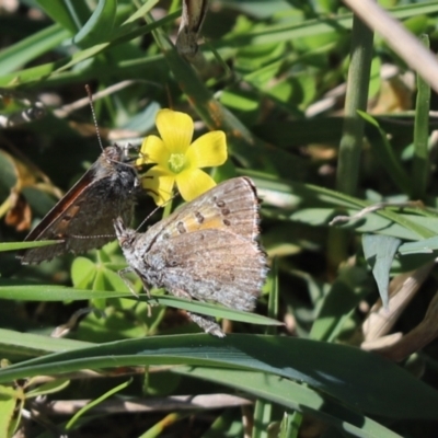 Lucia limbaria (Chequered Copper) at Kambah, ACT - 3 Apr 2021 by Tammy