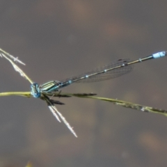 Austroagrion watsoni (Eastern Billabongfly) at Cooleman Ridge - 26 Mar 2021 by SWishart