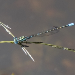 Austroagrion watsoni at Stromlo, ACT - 26 Mar 2021 01:07 PM