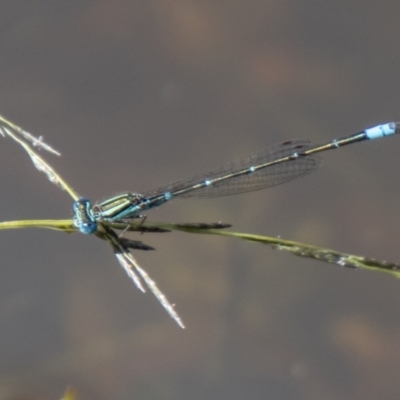 Austroagrion watsoni (Eastern Billabongfly) at Cooleman Ridge - 26 Mar 2021 by SWishart