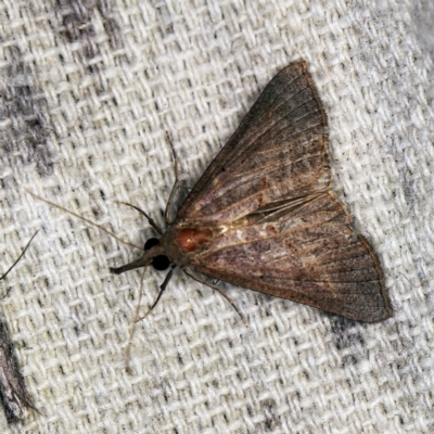 Hypeninae (subfamily) (Snout Moth) at O'Connor, ACT - 2 Apr 2021 by ibaird