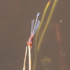 Xanthagrion erythroneurum (Red & Blue Damsel) at Stromlo, ACT - 26 Mar 2021 by SWishart