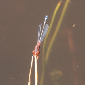 Xanthagrion erythroneurum at Stromlo, ACT - 26 Mar 2021