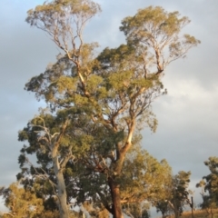Eucalyptus melliodora (Yellow Box) at Lanyon - northern section A.C.T. - 22 Feb 2021 by michaelb