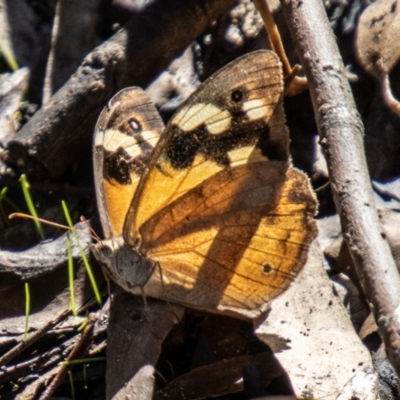 Heteronympha merope (Common Brown Butterfly) at Cooleman Ridge - 26 Mar 2021 by SWishart