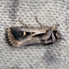 Proteuxoa undescribed species near paragypsa (A Noctuid moth) at O'Connor, ACT - 2 Apr 2021 by ibaird