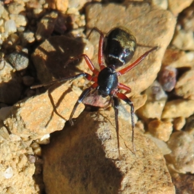 Poecilipta sp. (genus) (Beautiful Ant Mimic Spider) at Namadgi National Park - 3 Apr 2021 by Christine