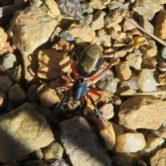 Poecilipta sp. (genus) at Namadgi National Park - 3 Apr 2021