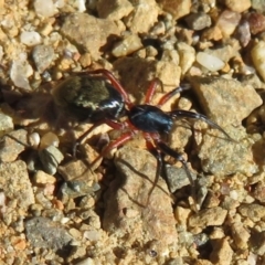 Poecilipta sp. (genus) at Namadgi National Park - 3 Apr 2021