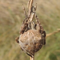 Socca pustulosa (Knobbled Orbweaver) at Gordon, ACT - 22 Feb 2021 by MichaelBedingfield